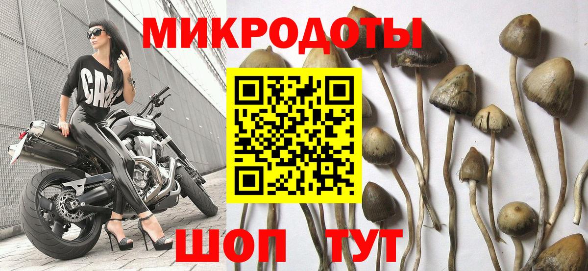Псилоцибиновые грибы Psilocybine cubensis Грозный